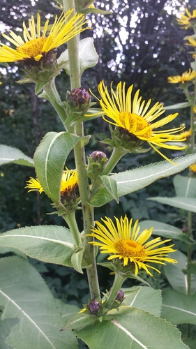 Indian Elecampane (Inula racemosa) · iNaturalist