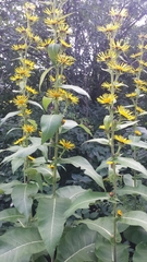 Inula racemosa