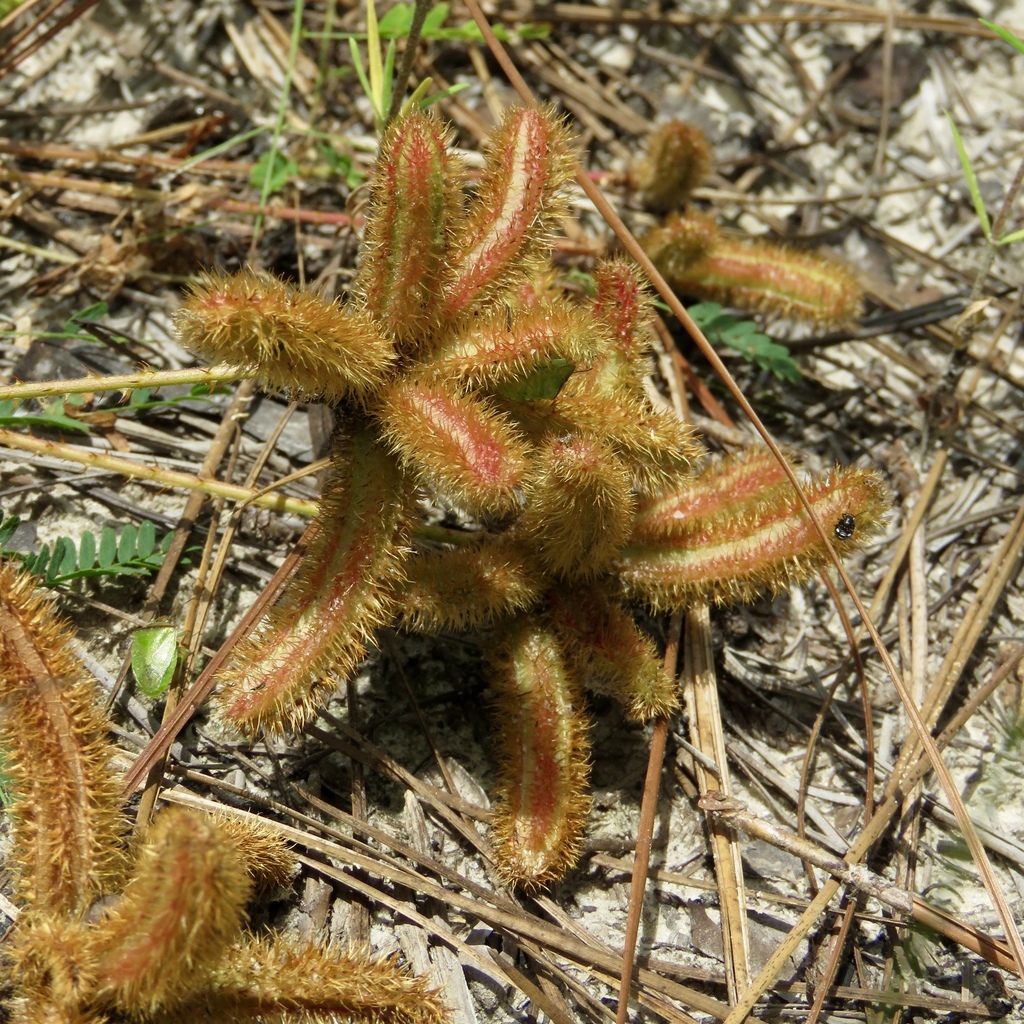 Porcupine Mimosa