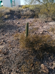 Stenocereus thurberi