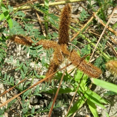 Mimosa hystricina