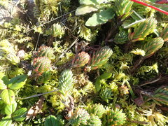 Petrosedum forsterianum