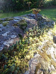 Petrosedum forsterianum