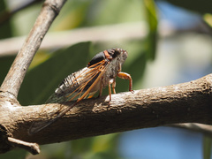 Diceroprocta cleavesi