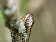 Diceroprocta cleavesi