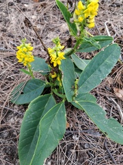 Crotalaria mitchellii