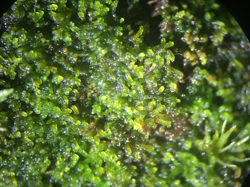 Image of Kurzia pauciflora by no rights reserved