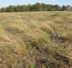 Stipa tirsa