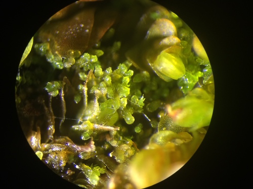 Image of Kurzia pauciflora by no rights reserved