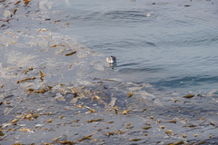 Podiceps auritus cornutus