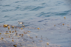 Podiceps auritus cornutus