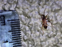 Ozophora occidentalis