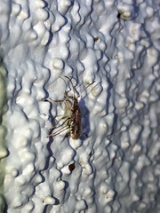 Ozophora occidentalis