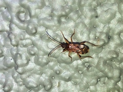 Ozophora occidentalis