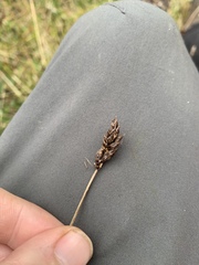 Carex pansa