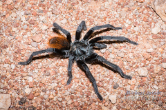 Aphonopelma peloncillo