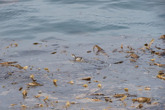 Podiceps auritus cornutus