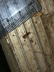 Ozophora occidentalis