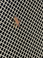 Ozophora occidentalis