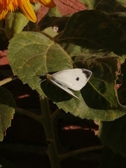 Pieris rapae rapae