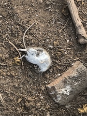 Peromyscus maniculatus anacapae