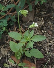 Viola arvensis