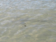 Pastinachus ater