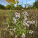 Symphyotrichum praealtum - Photo (c) Andrew Lane Gibson,  זכויות יוצרים חלקיות (CC BY-NC), הועלה על ידי Andrew Lane Gibson