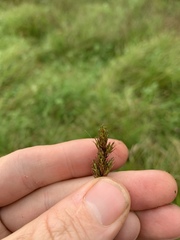 Carex leporina
