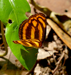 Lasippa tiga siaka