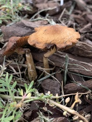 Hypholoma tuberosum