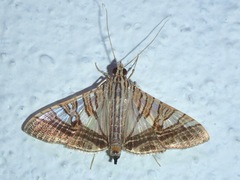 Glyphodes stolalis