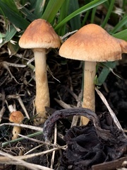 Hypholoma tuberosum