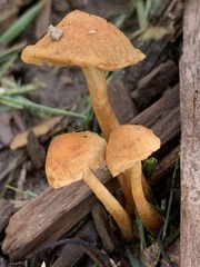 Hypholoma tuberosum