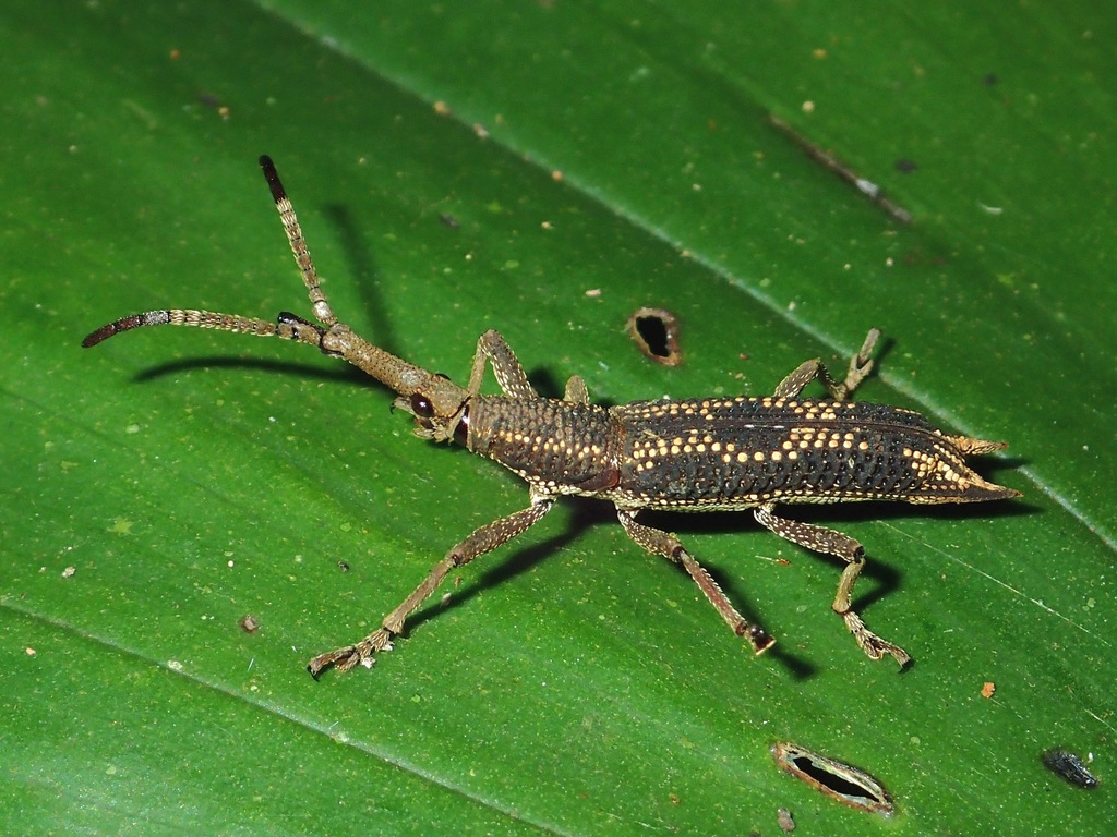 Ceocephalus articulatus