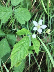 Rubus