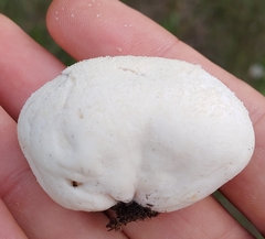 Vascellum lloydianum