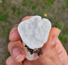 Vascellum lloydianum