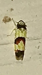 Erythroneura integra