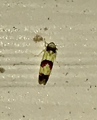 Erythroneura integra
