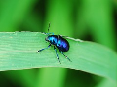 Chrysochus chinensis