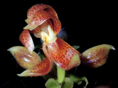 Plocoglottis