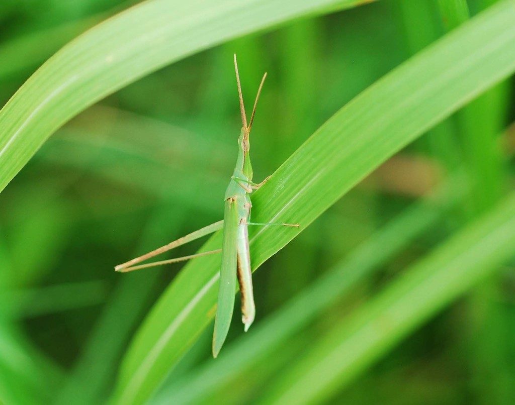 Slantface Grasshoppers