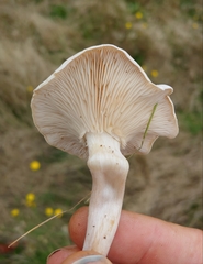 Clitocybe dealbata