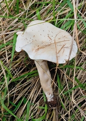 Clitocybe dealbata