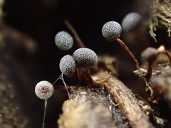 Physarum pusillum