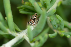 Maratus leo