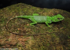 Calotes desilvai