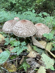 Chlorophyllum olivieri