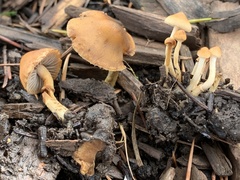Hypholoma tuberosum